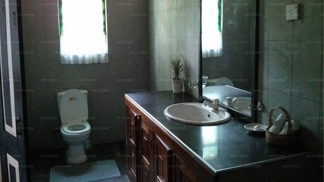 The Ficus Grove, Habarana