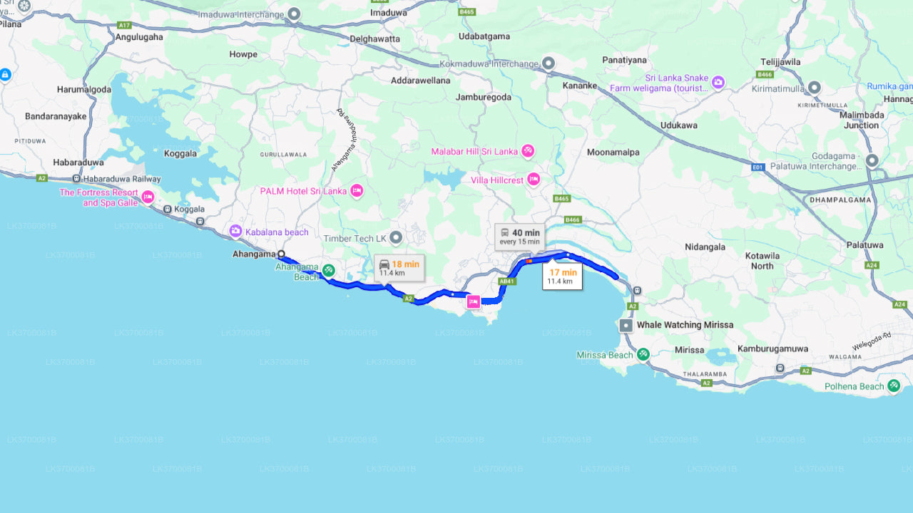 Whale Watching from Ahangama on Shared Boat