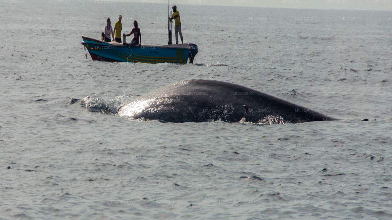 7 Hour Shared Whale Watching Cruise From Mirissa