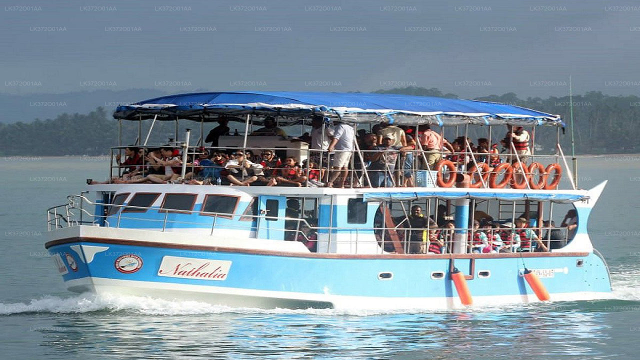 Whale Watching from Bentota on Shared Boat