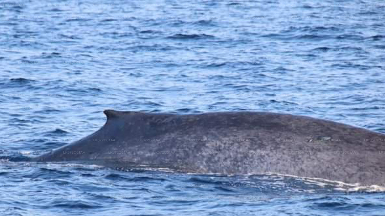 Whale Watching from Bentota on Shared Boat