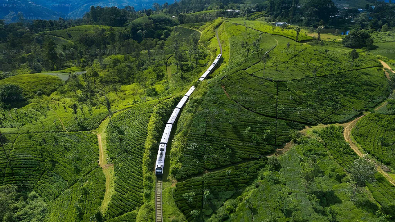 Train traveling through a scenic landscape of green tea plantations
