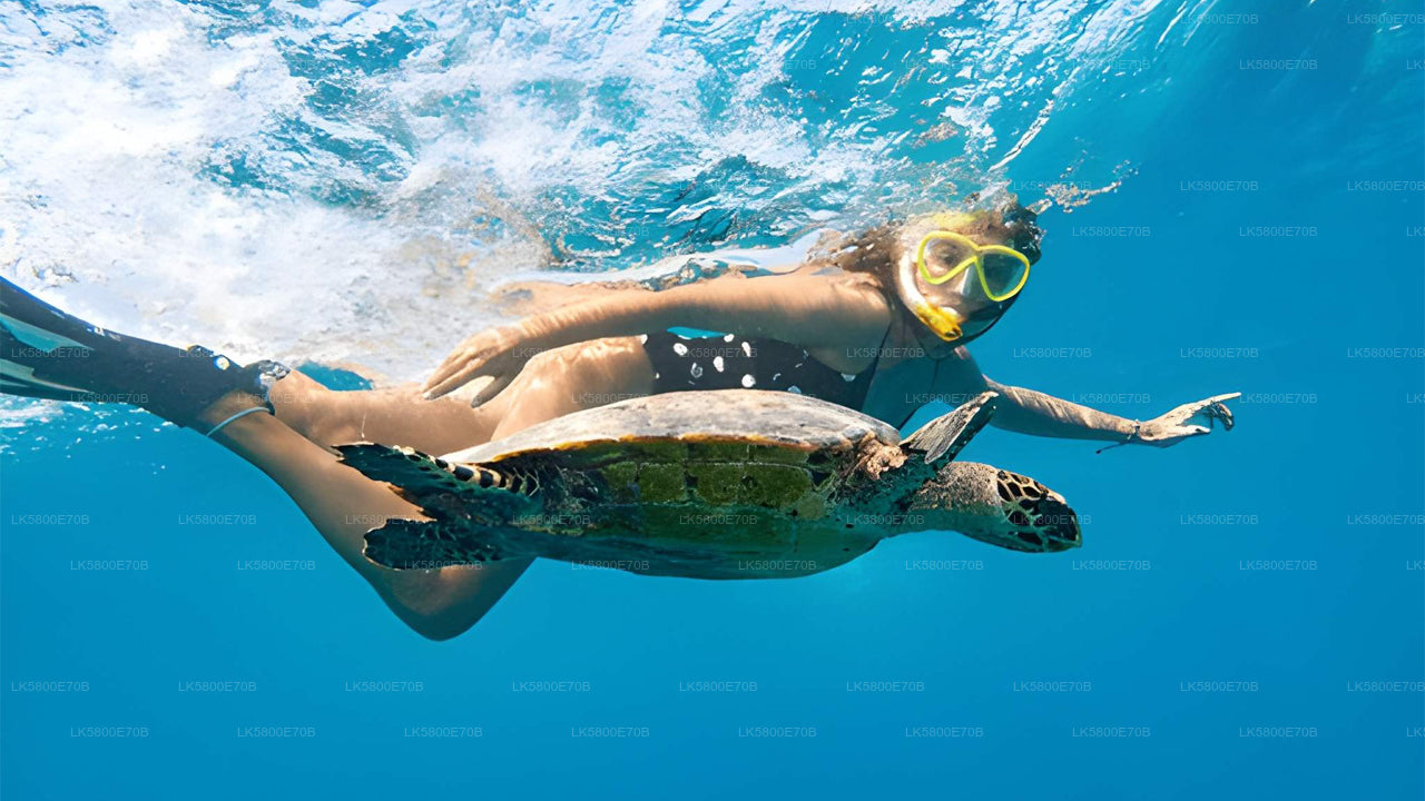 Snorkeling with Sea Turtles from Pigeon Island