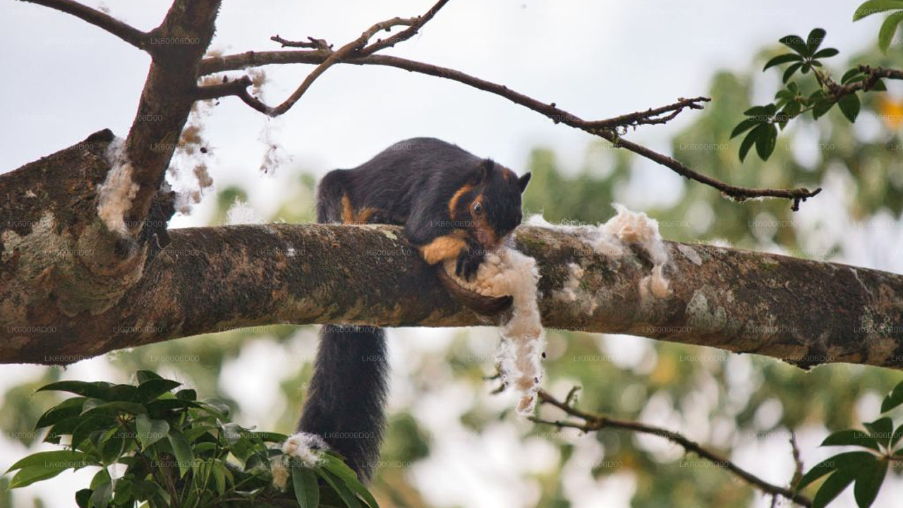 Sinharaja Rain Forest Adventure Tour