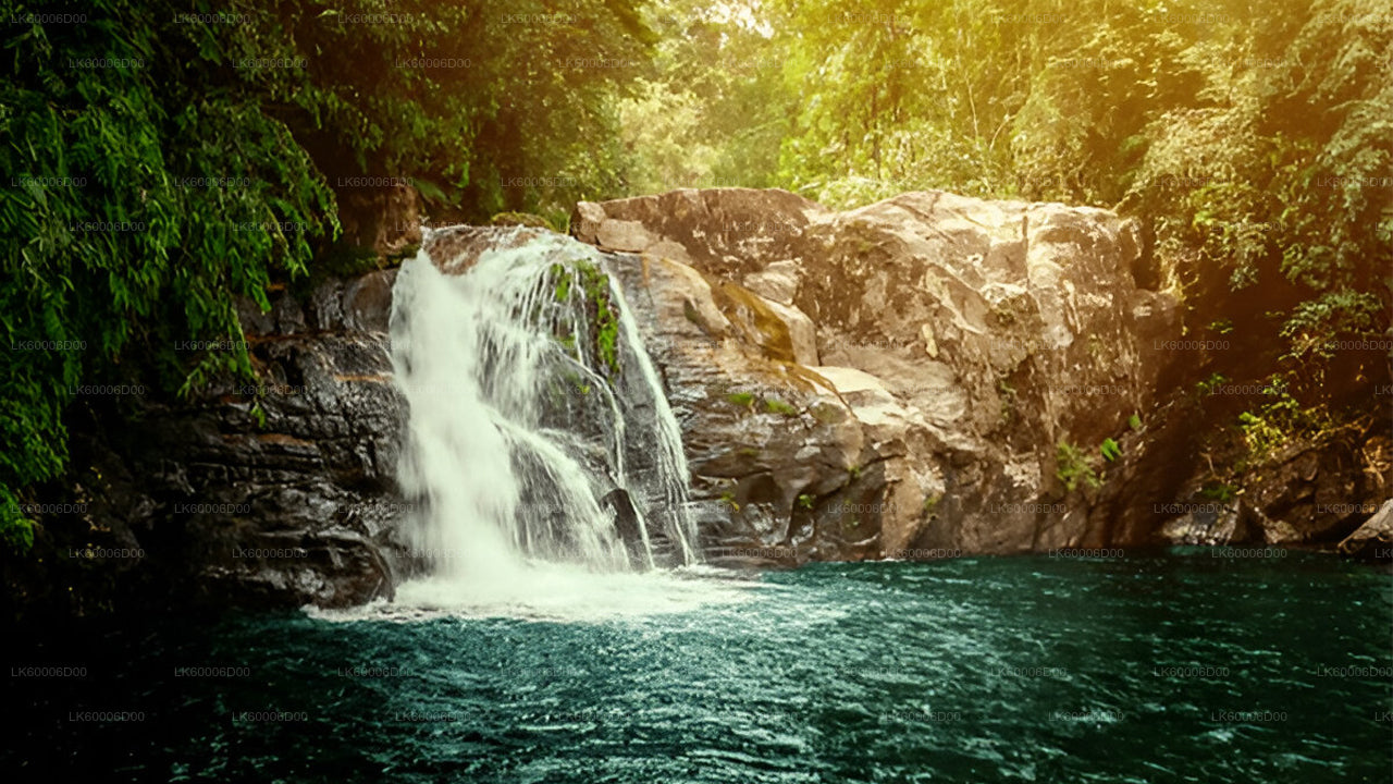 Sinharaja Rainforest Exploration