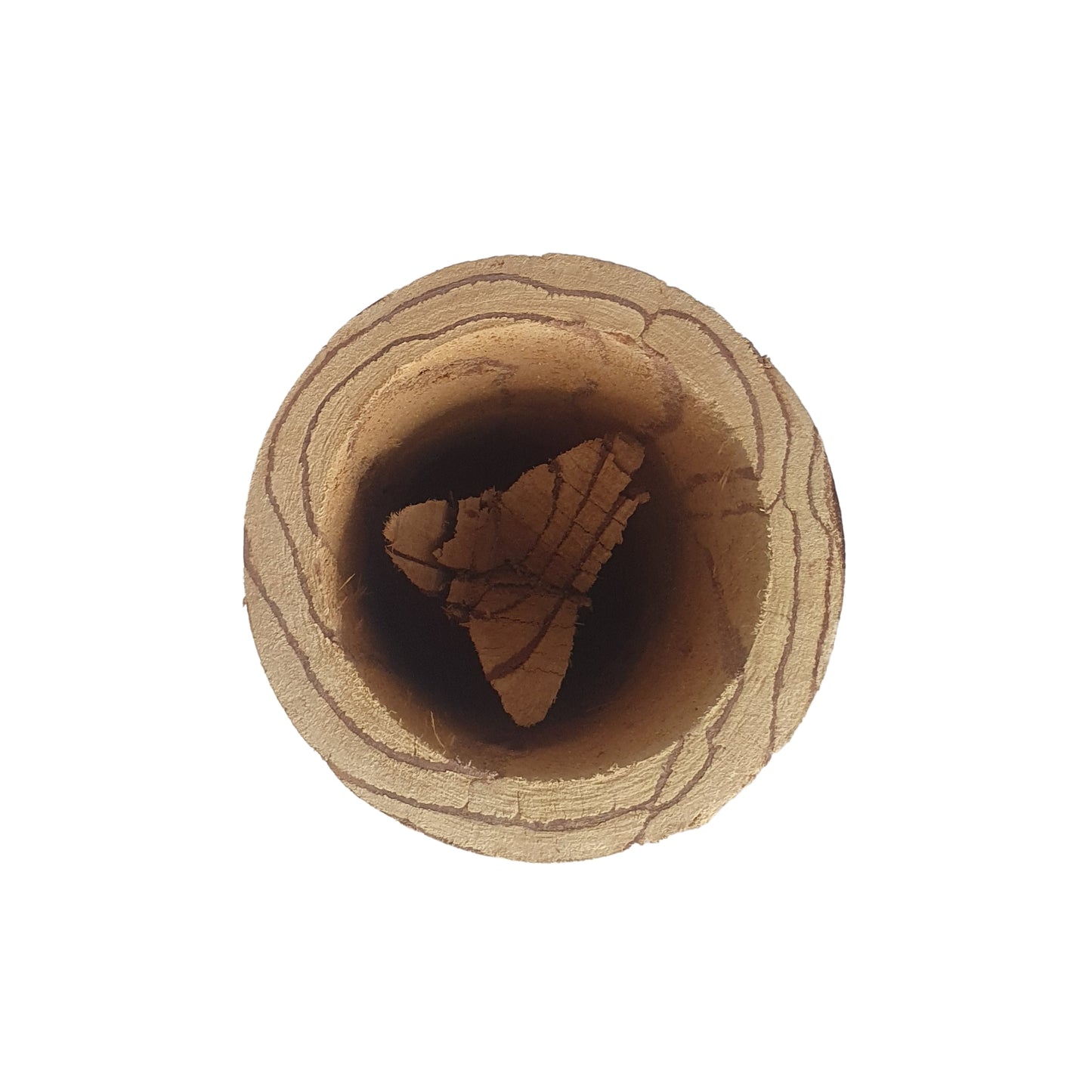 Lakpura® Kothala Himbutu (Salacia reticulata) Mug