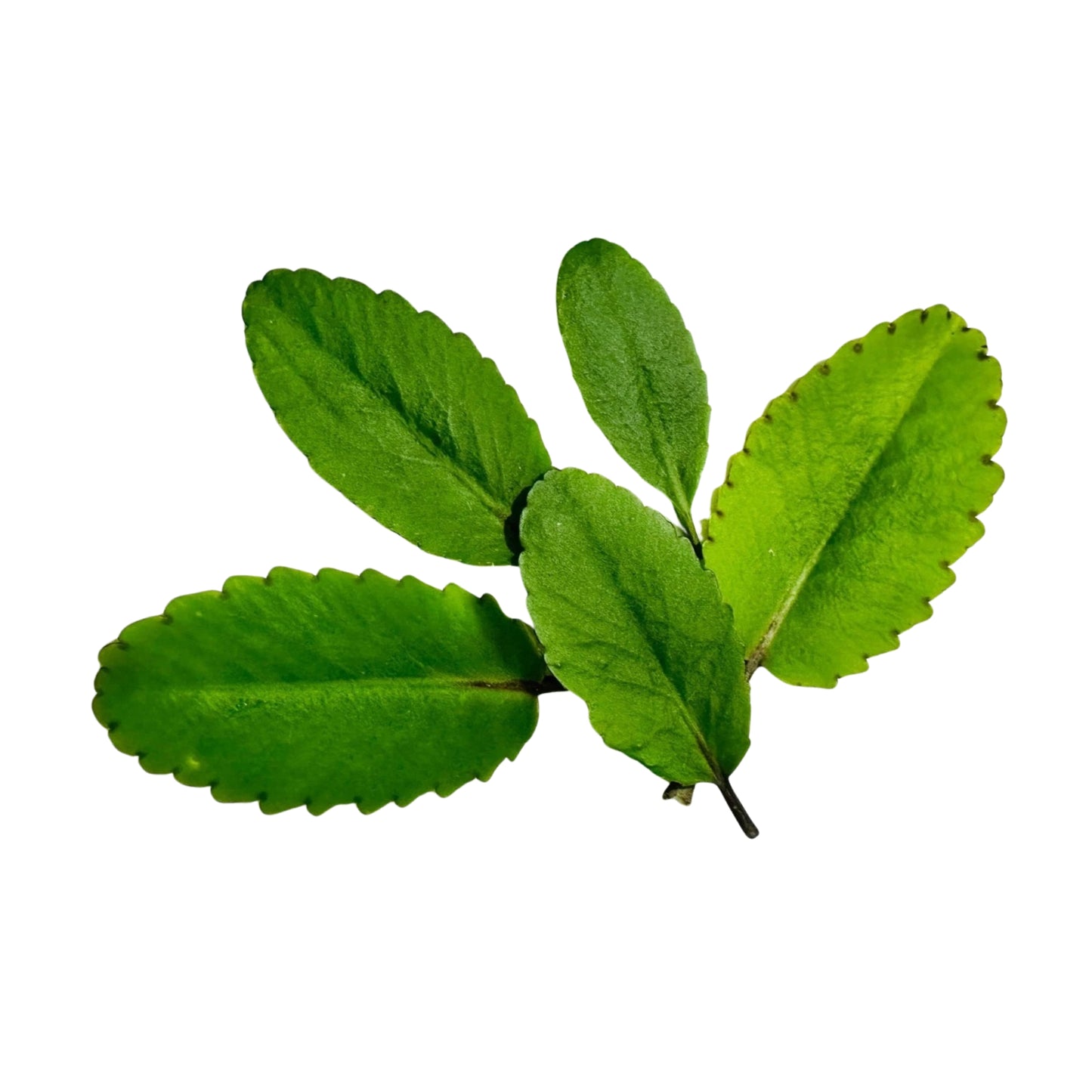 Lakpura® Akkapana Leaves Whole