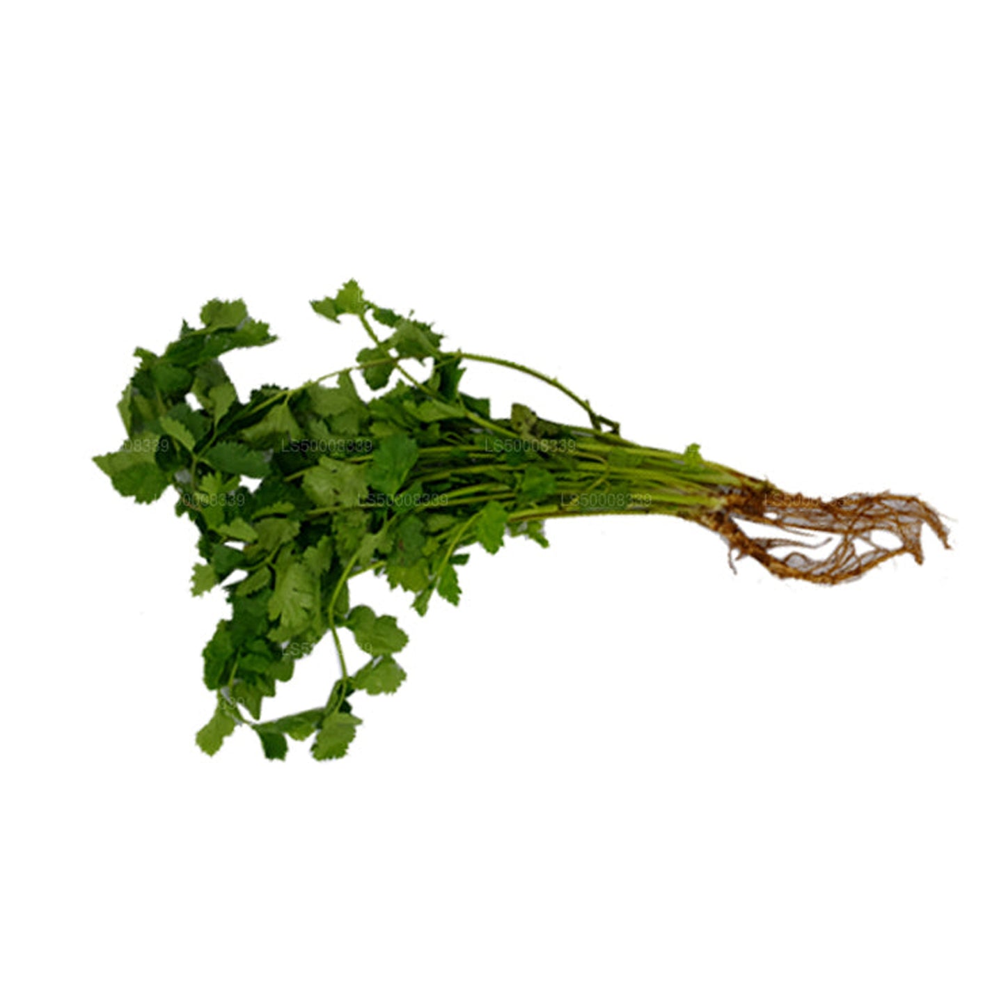 Lakpura® Coriander Leaves