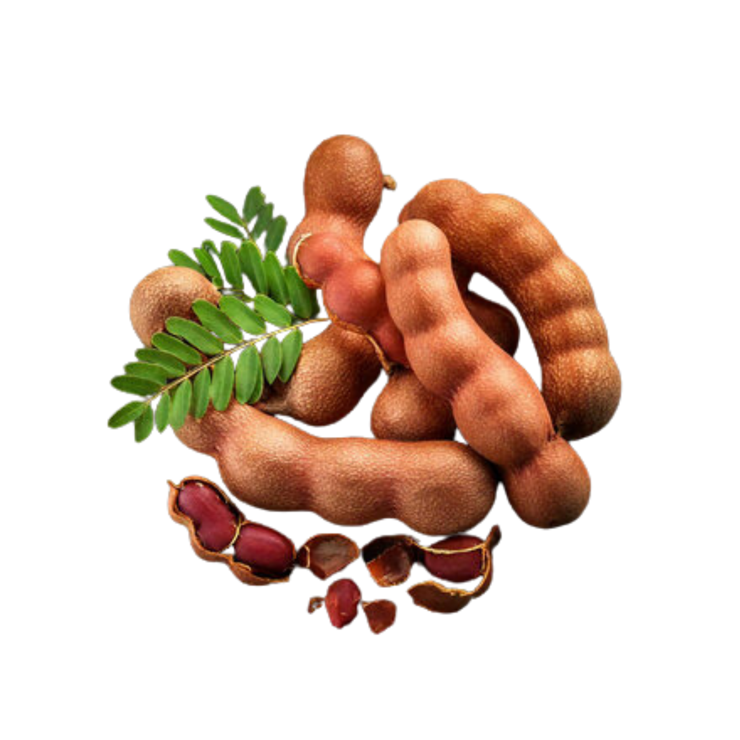 Lakpura Red Tamarind Fruit Plant