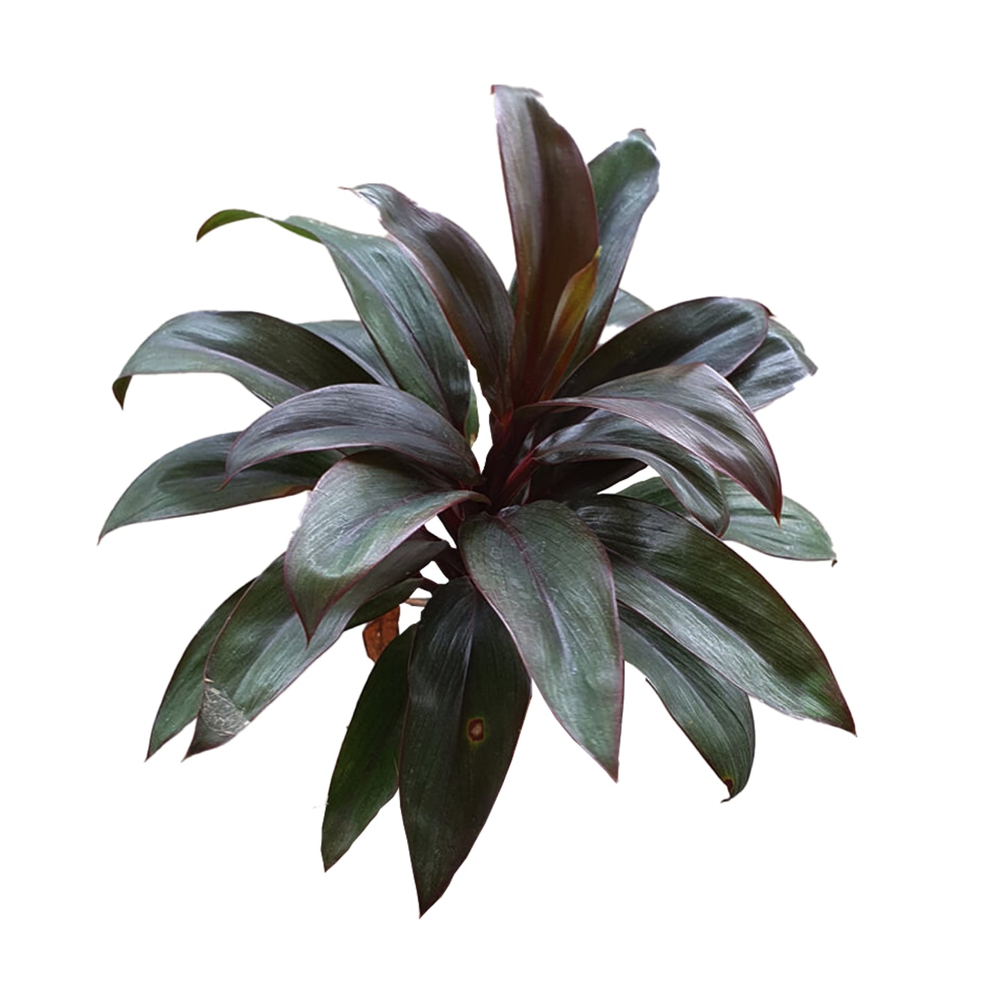 Lakpura® Dracaena Purple Compacta Leaves - Medium