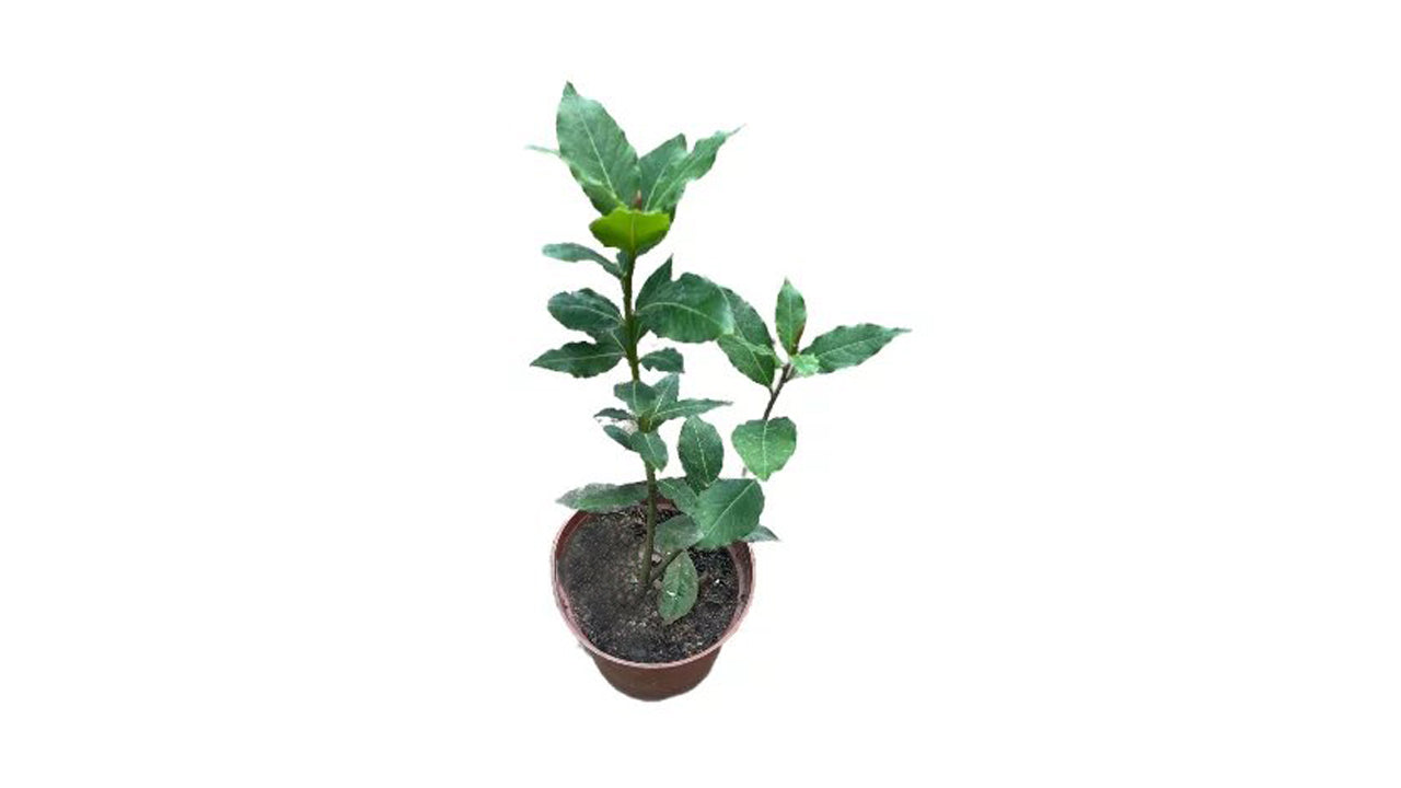 Lakpura Bay Leaf Plant