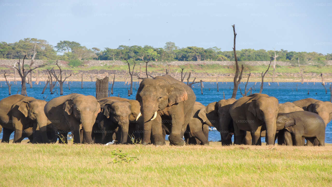 A herd of Asian elephants gathered near a lake with blue water and dry tree trunks in the background.