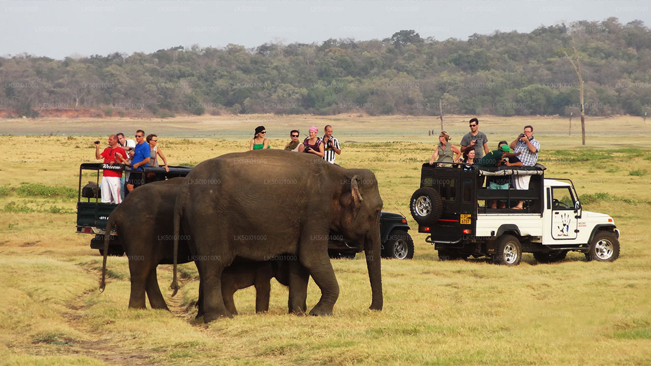 Wasgamuwa National Park Private Safari