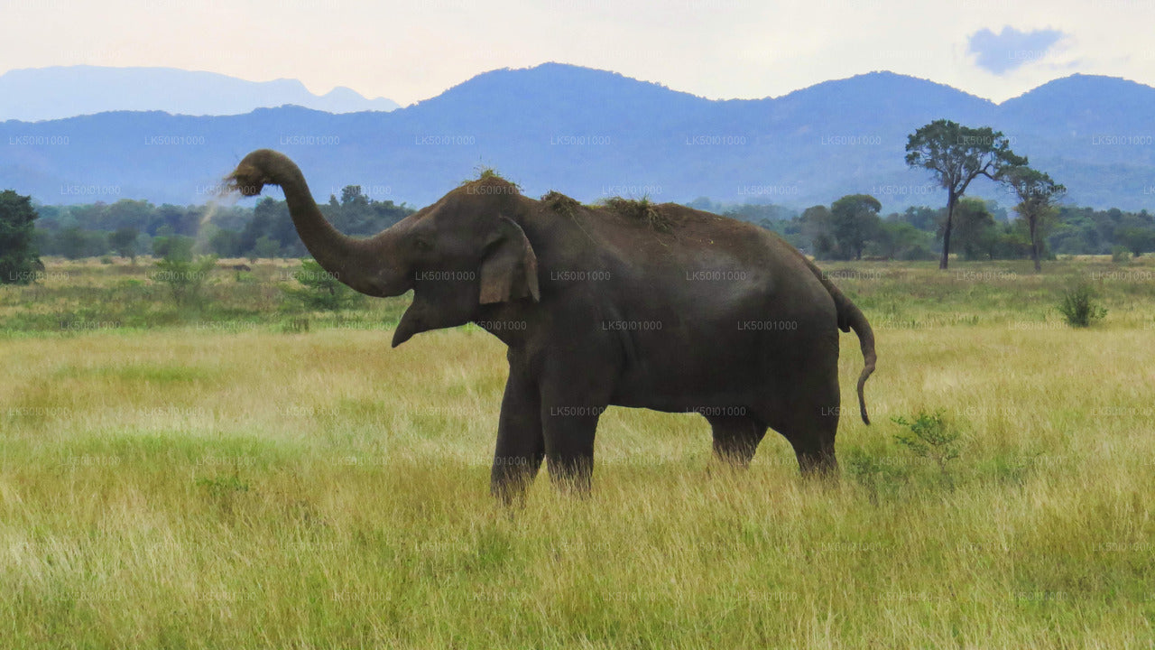 Wasgamuwa National Park Private Safari