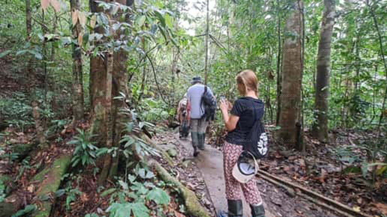 Sinharaja Forest Reserve Guided Tour with Entrance Tickets