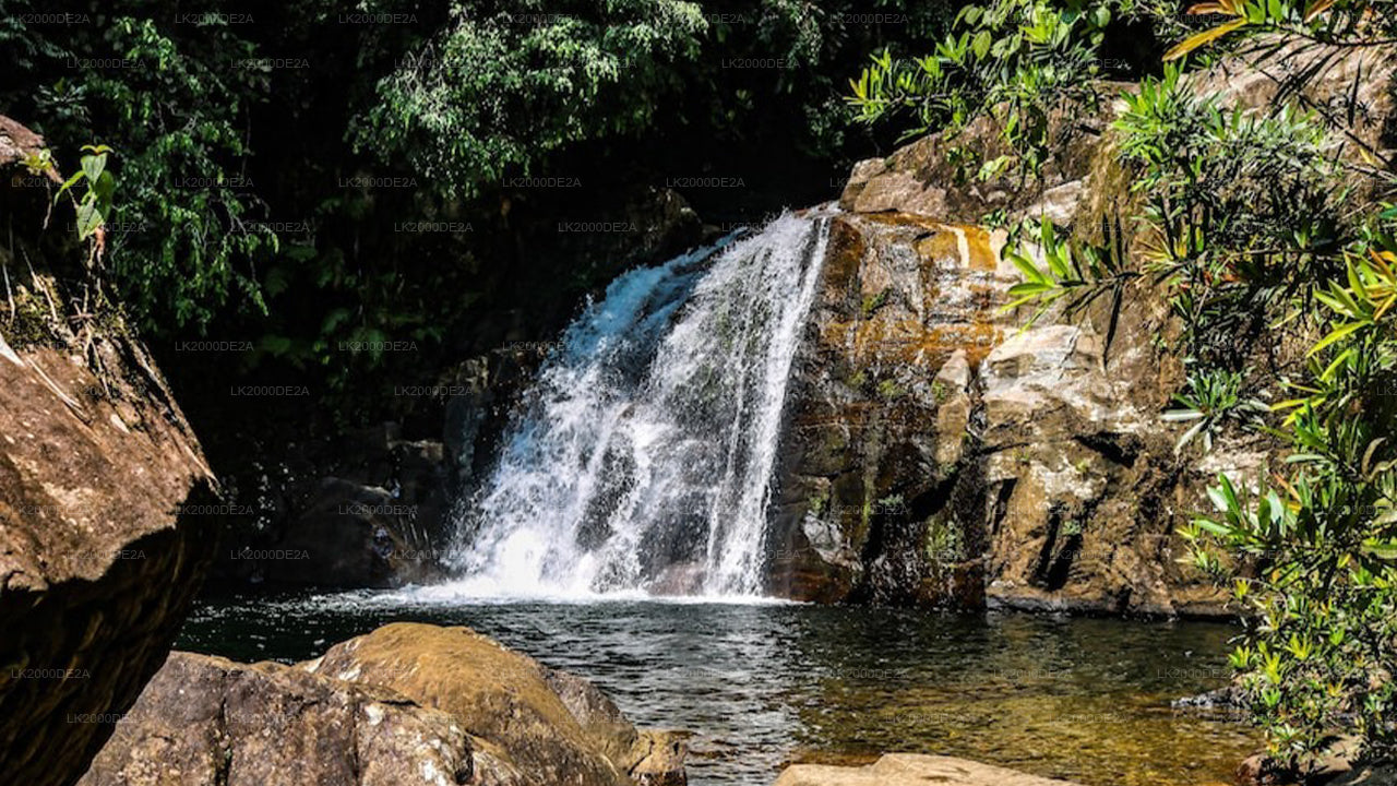 Sinharaja Forest Reserve Guided Tour with Entrance Tickets