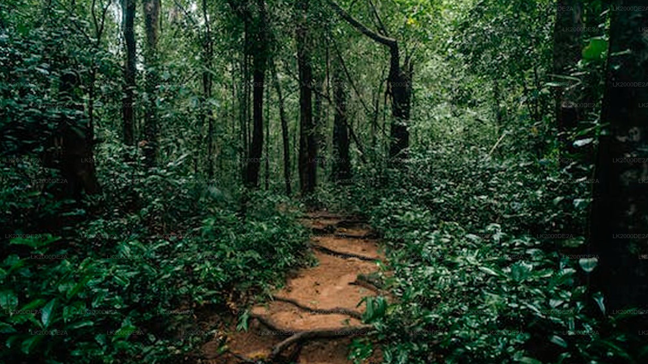 Sinharaja Forest Reserve Guided Tour with Entrance Tickets