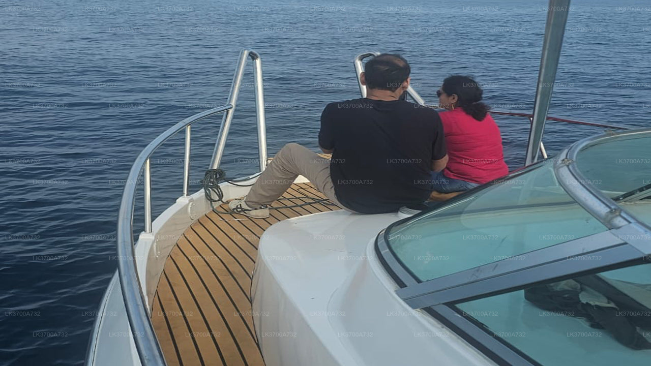 Private Whale Watching Tour by Luxury Speedboat from Mirissa