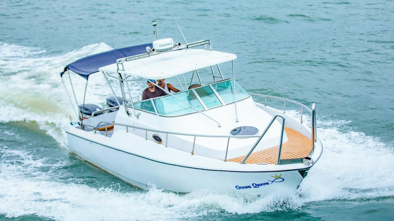 Private Whale Watching Tour by Luxury Speedboat from Mirissa