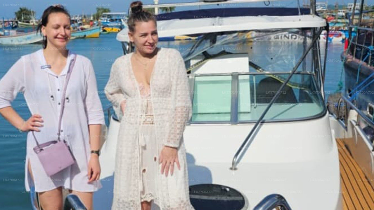 Private Whale Watching Tour by Luxury Speedboat from Mirissa