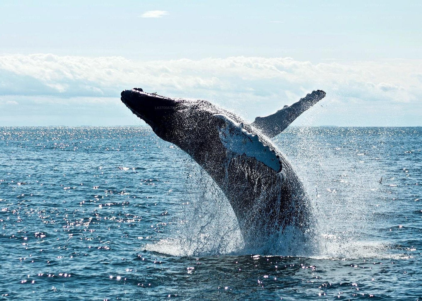 Private Whale Watching Tour by Luxury Speedboat from Mirissa