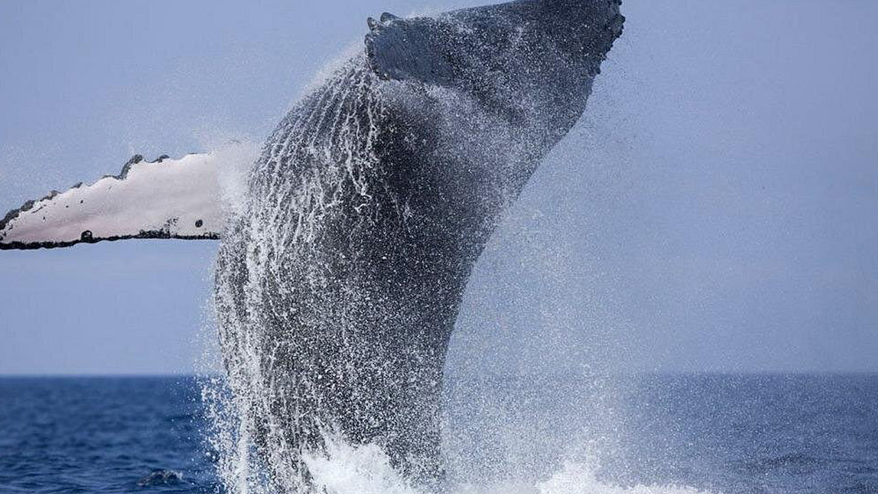 Private Whale Watching Tour by Luxury Speedboat from Mirissa