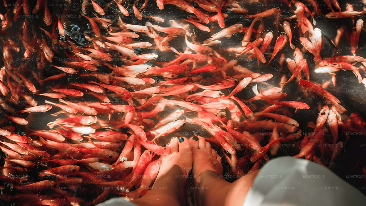 Private Transfer from Negombo to Hiriketiya with Sightseeing Stops