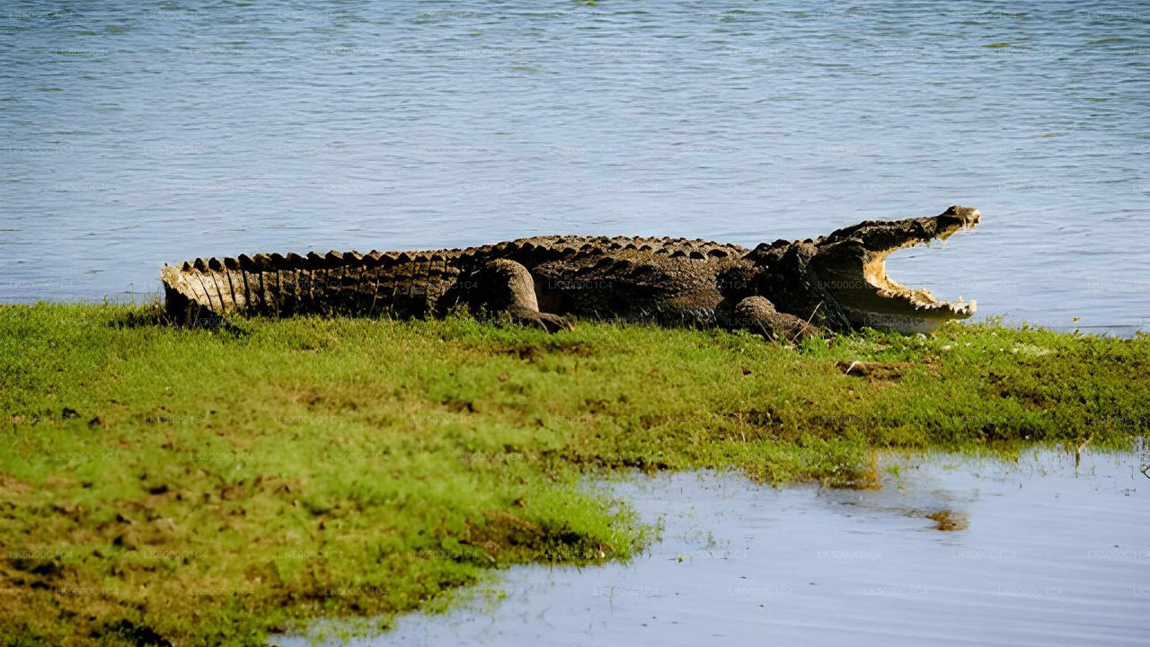 Private Tour from Ella to Hiriketiya with Udawalawe Safari