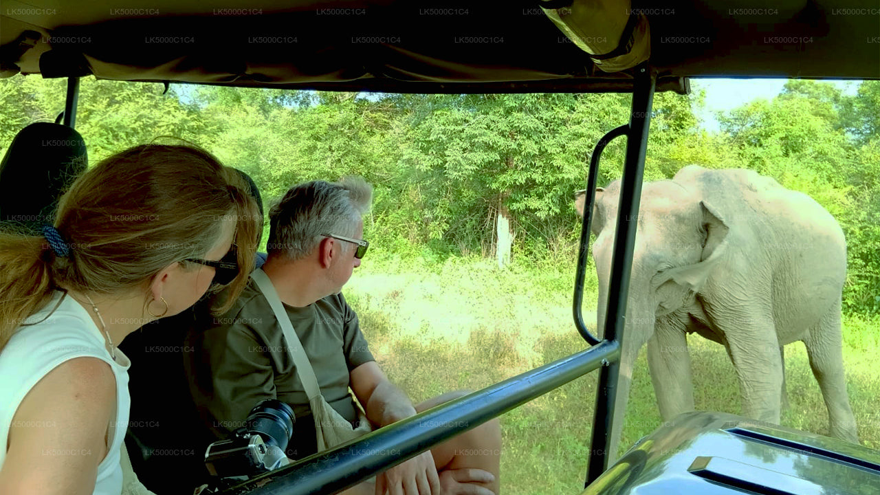 Private Tour from Ella to Hiriketiya with Udawalawe Safari