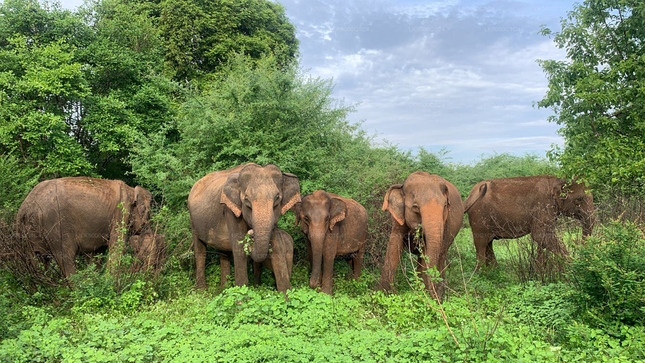 Private Tour from Ella to Hiriketiya with Udawalawe Safari