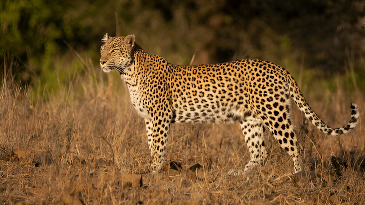 Yala National Park Ethical Safari in Block 5