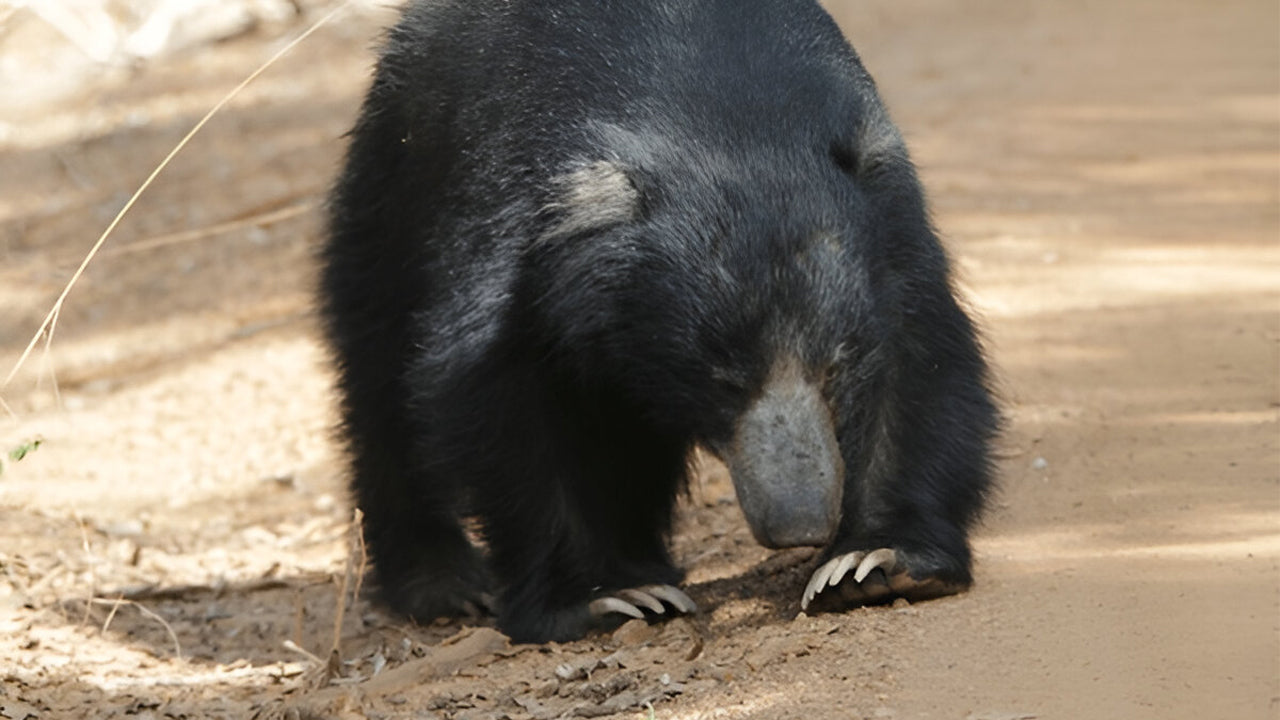 Yala National Park Ethical Safari in Block 5