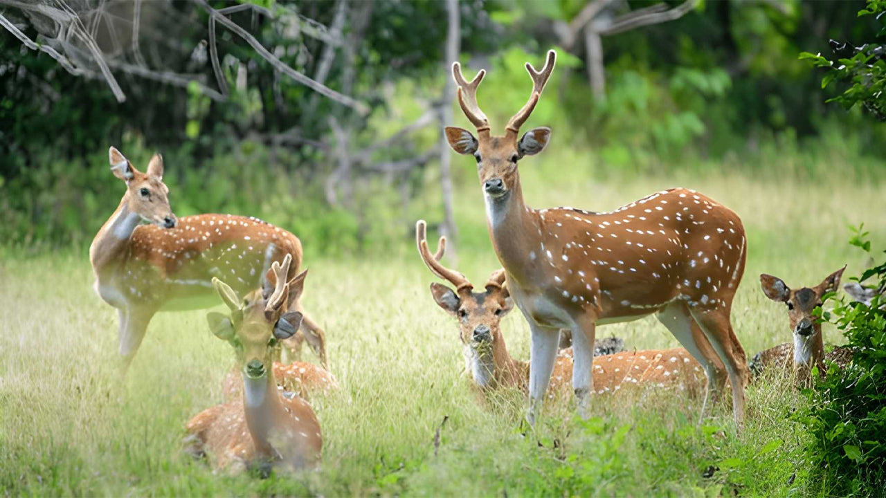 Yala National Park Ethical Safari in Block 5