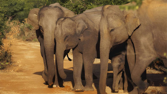 Udawalawe National Park Private Safari with Naturalist