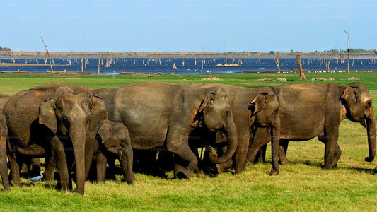 Minneriya National Park Private Safari