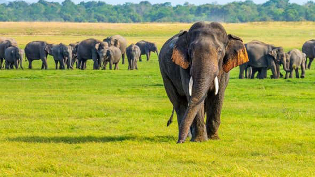 Minneriya National Park Safari from Sigiriya