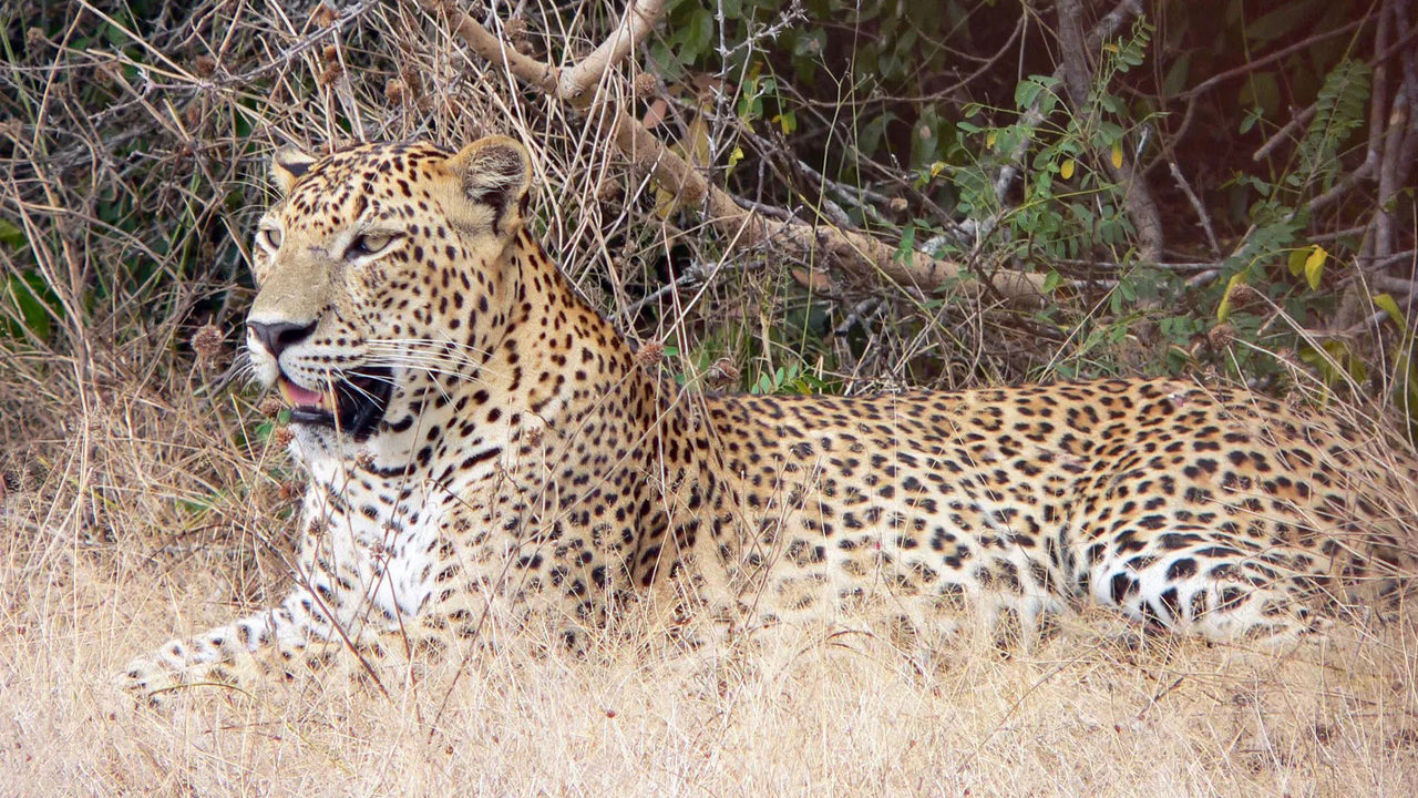 Yala National Park Private Safari