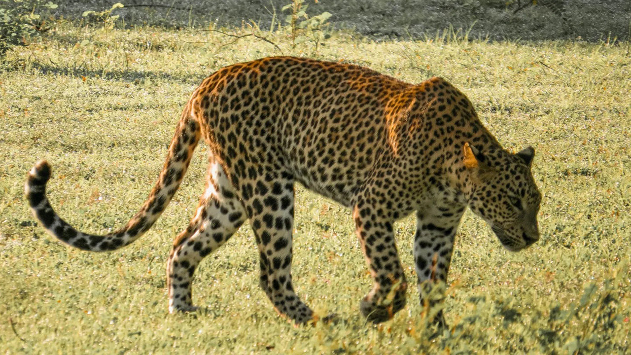 Yala National Park Private Safari