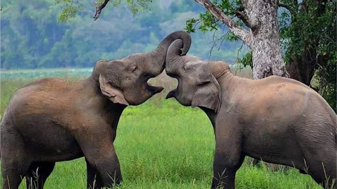 Wasgamuwa National Park Private Safari