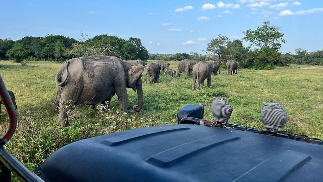 Wasgamuwa National Park Private Safari