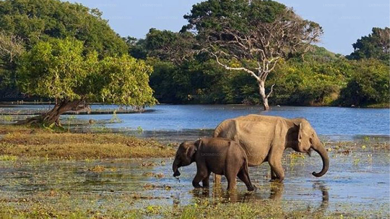 Maduru Oya National Park Private Safari with Naturalist