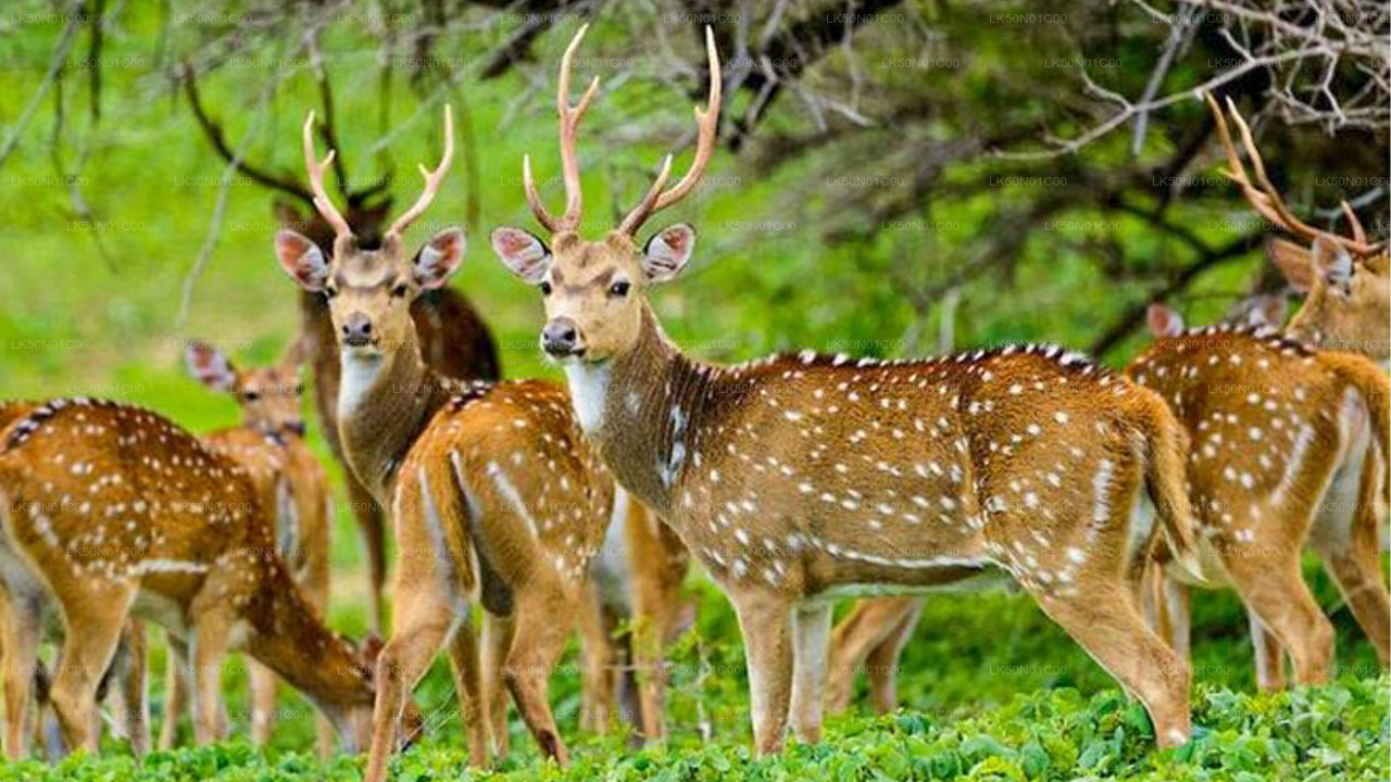 Maduru Oya National Park Private Safari with Naturalist