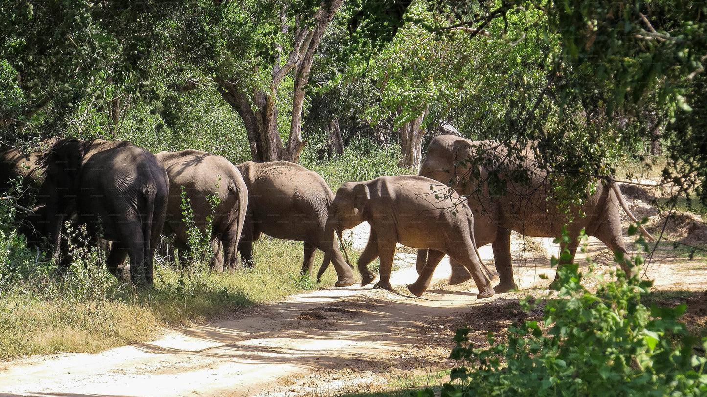 Maduru Oya National Park Private Safari with Naturalist