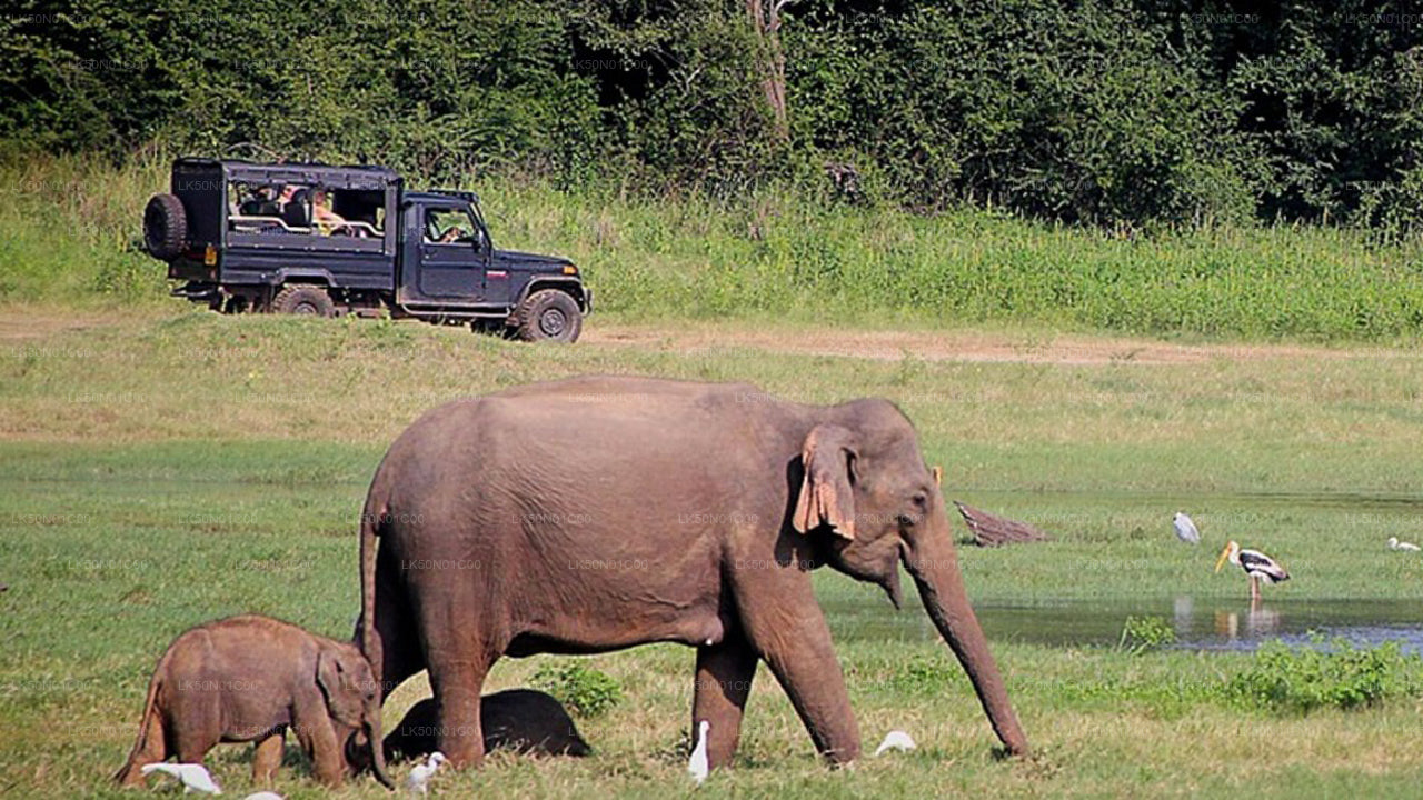 Maduru Oya National Park Private Safari with Naturalist