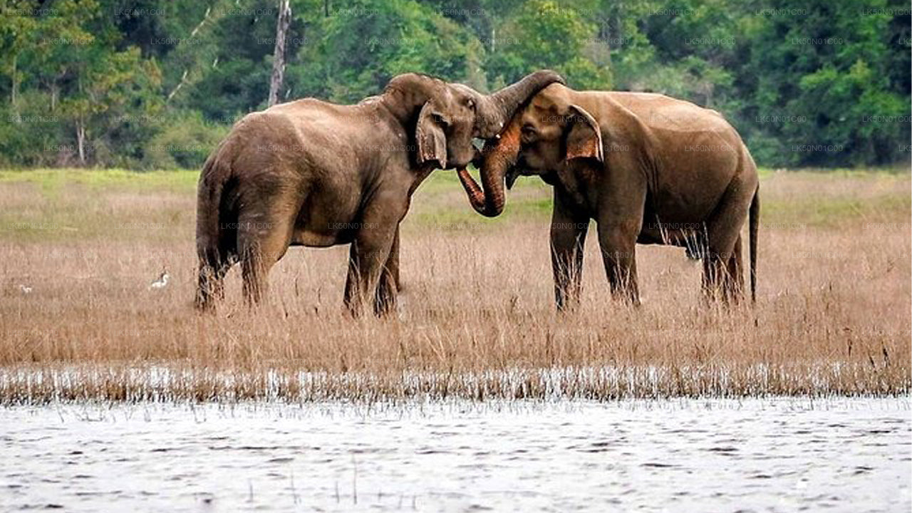 Maduru Oya National Park Private Safari with Naturalist