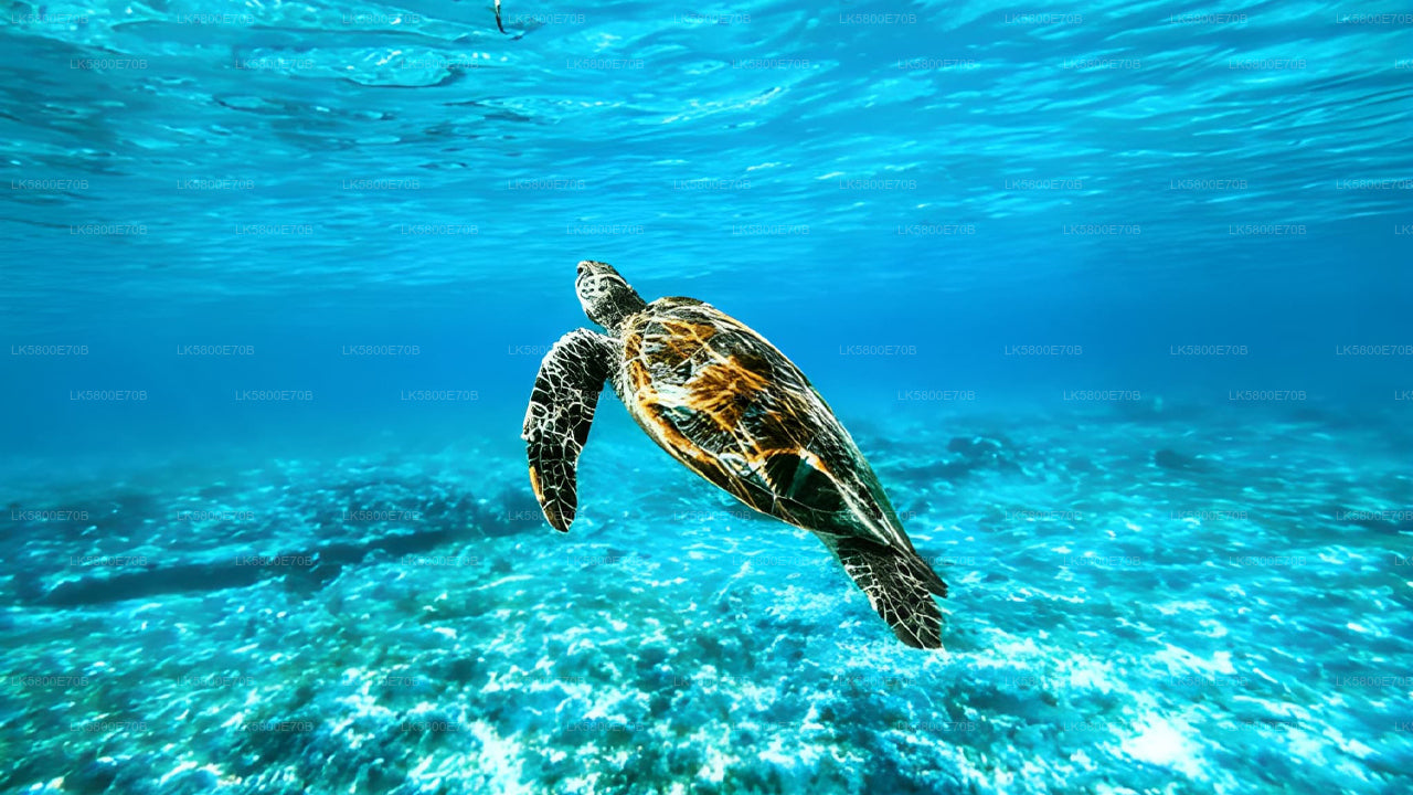 Snorkeling with Sea Turtles from Hikkaduwa