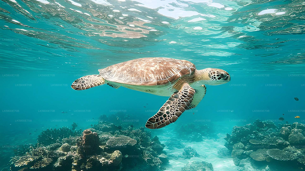 Snorkeling with Sea Turtles from Hikkaduwa