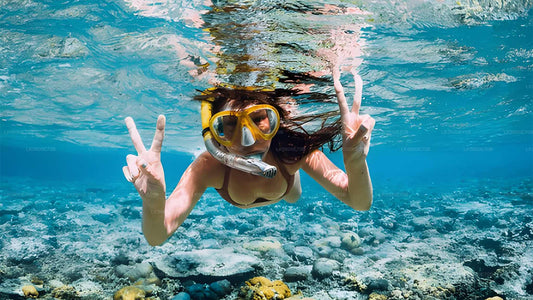 Snorkeling with Sea Turtles from Bentota