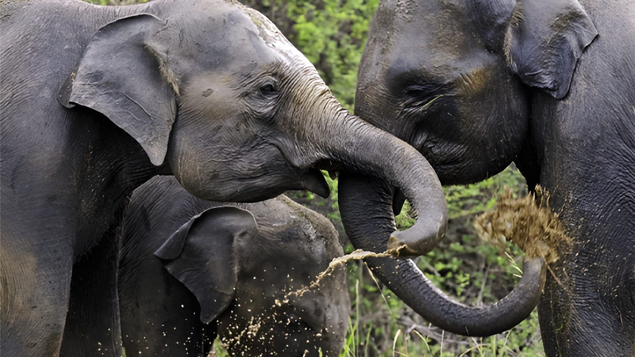 Sigiriya Wonders: Ancient Fortress, Ayurveda & Wild Encounters from Dambulla