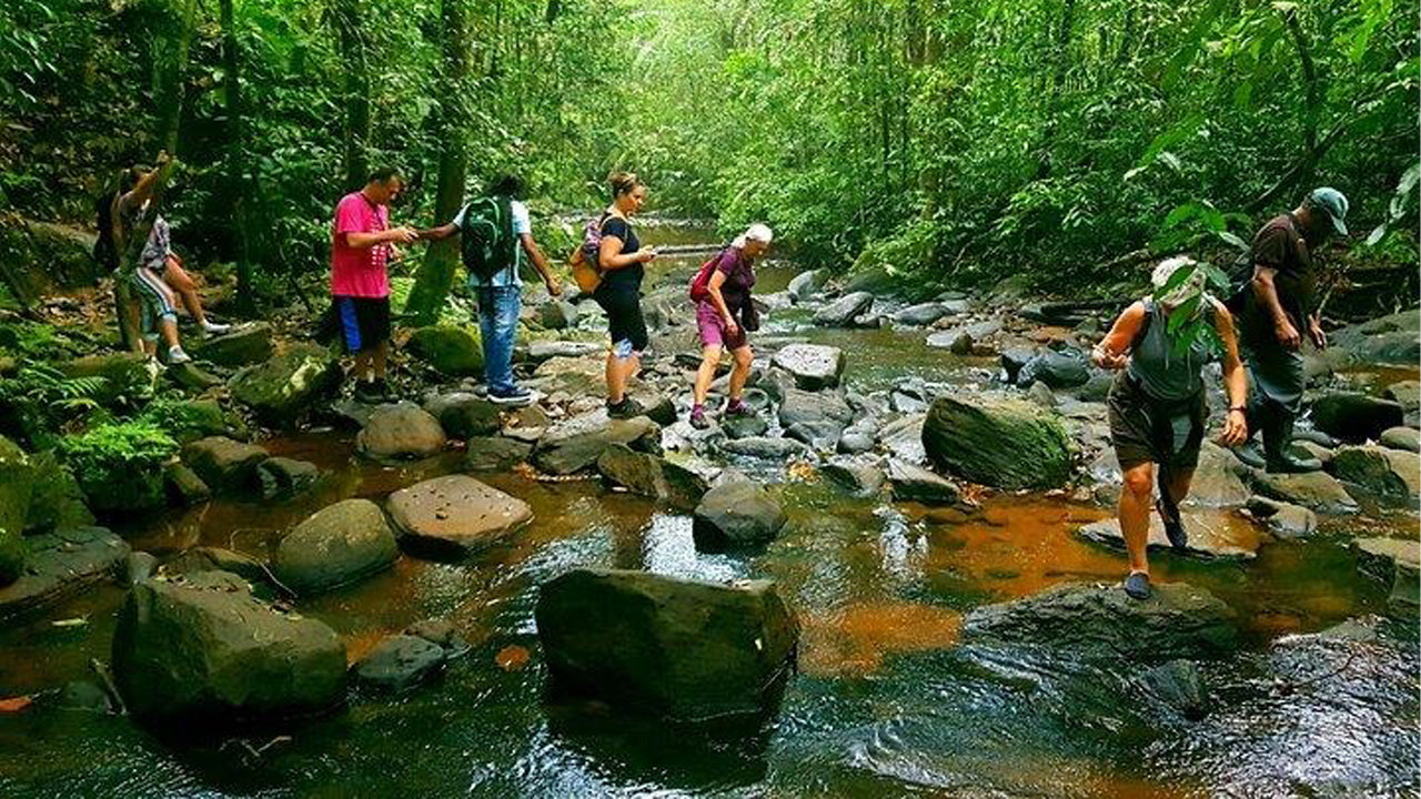 Sinharaja Rainforest Day Trip from Ahangama